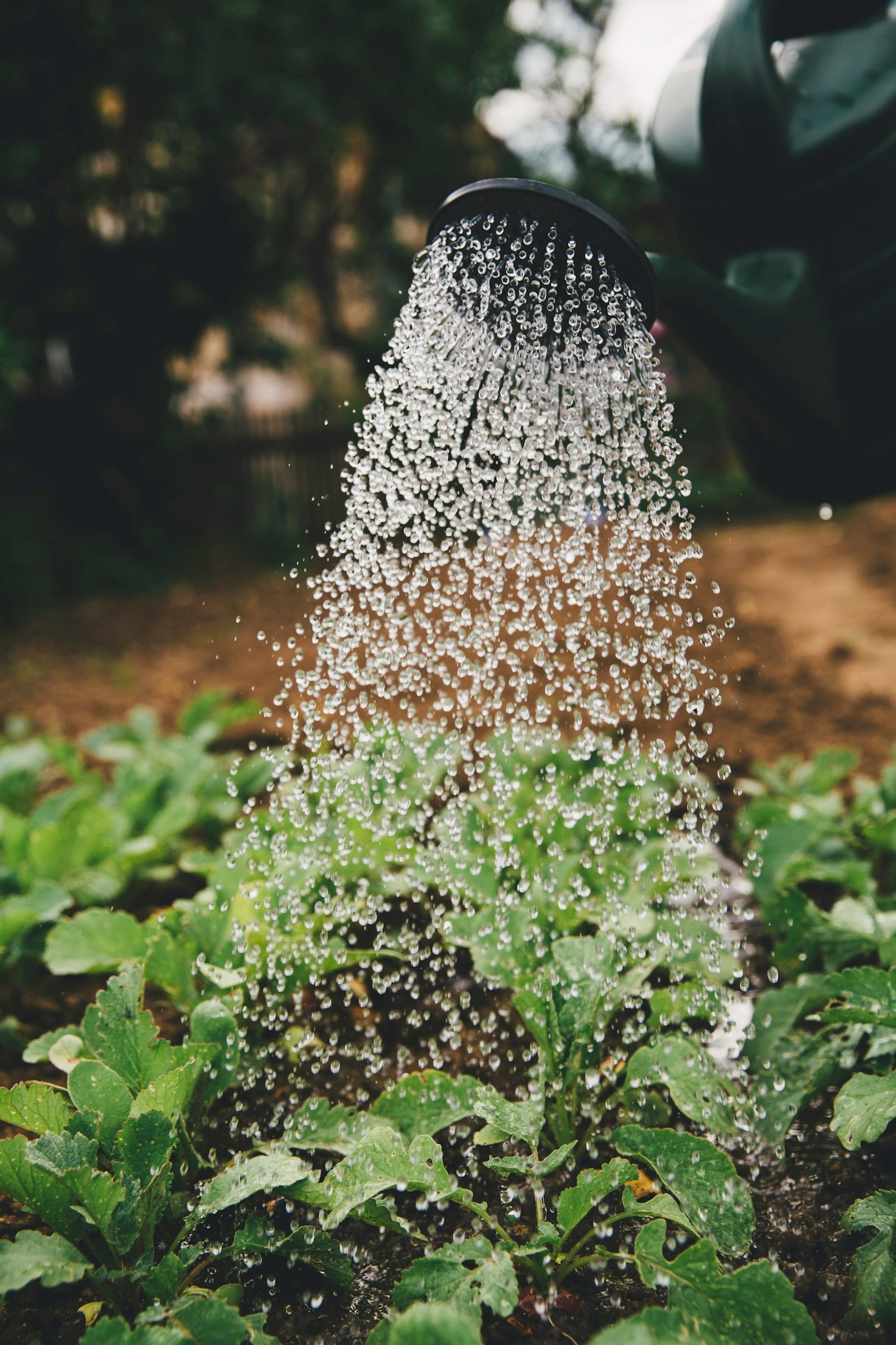 How Bin Affan Farms Champions Sustainable Agriculture