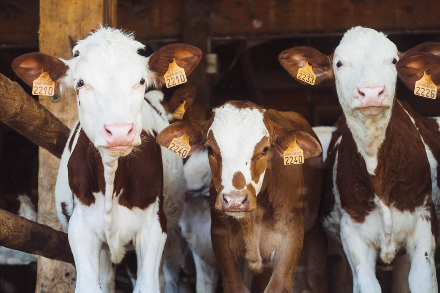 Organic Farming: Benefits for Communities and Beyond