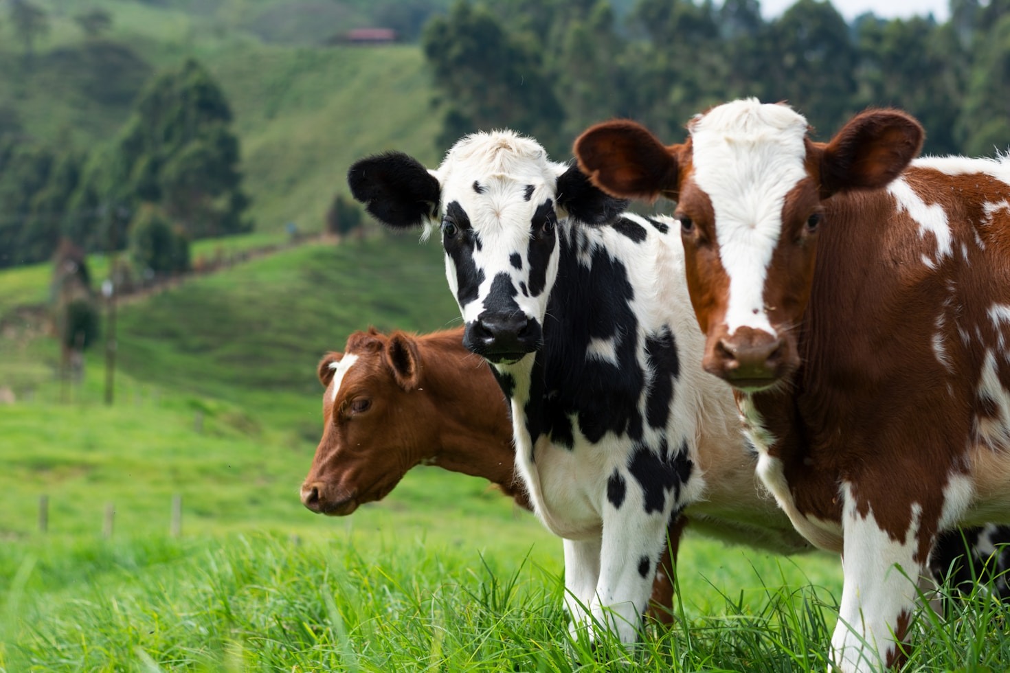 Livestock Management Practices for Sustainable Growth